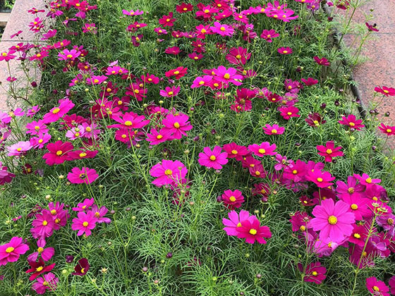 南平仿真植物|设计道路绿化